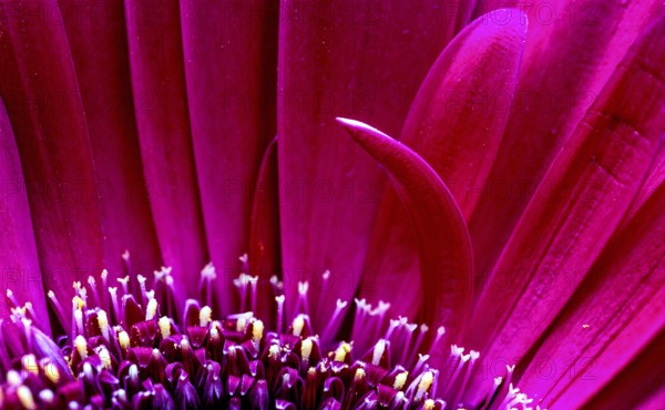 Gerbera Macro Close Up pink flower natural light
