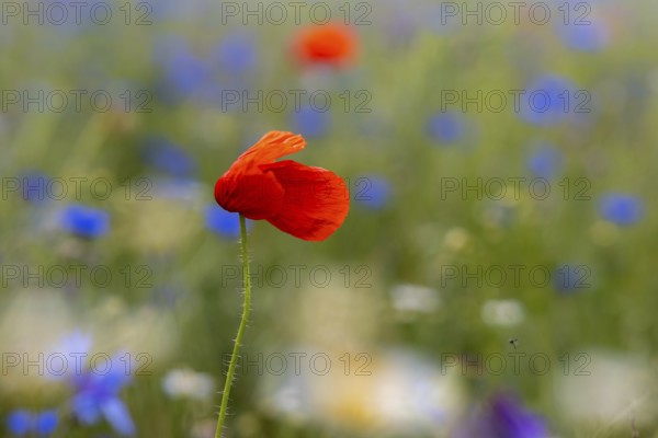 Blooming meadows and fields with poppies and cornflowers
