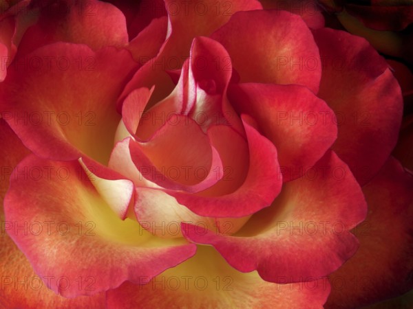 Full frame close up of a bright red and yellow rose