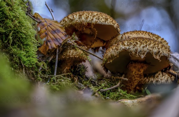 Mushrooms growing between moss on a tree