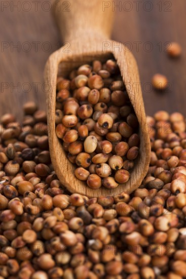 Sorghum, rice