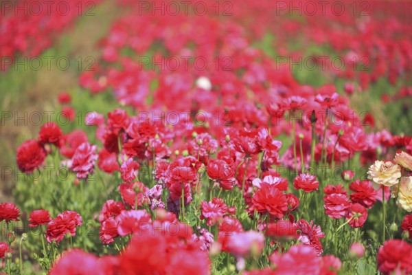 A lot of lovely blooming red buttercups. Hot Spring in the hot south