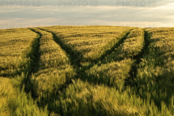 Waving grain field in golden light with two crossing vehicle tracks splitting towards the horizon, Lower Saxony, Germany, Europe