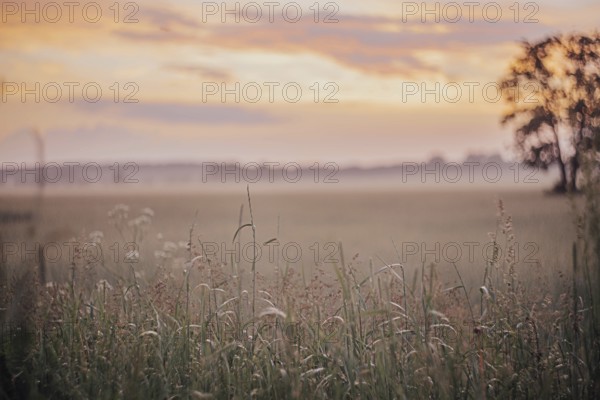 A tranquil meadow at sunrise with mist, warm colors, and a silhouetted tree on the horizon
