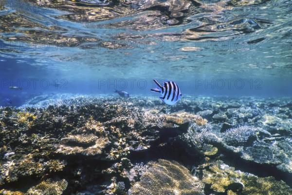 Underwater view of the coral reef, Tropical waters, Marine life