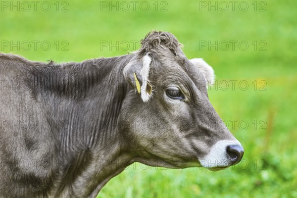 Portrait of Dairy Cattle in the Traditional Pasture Bolsternang, Germany, Europe