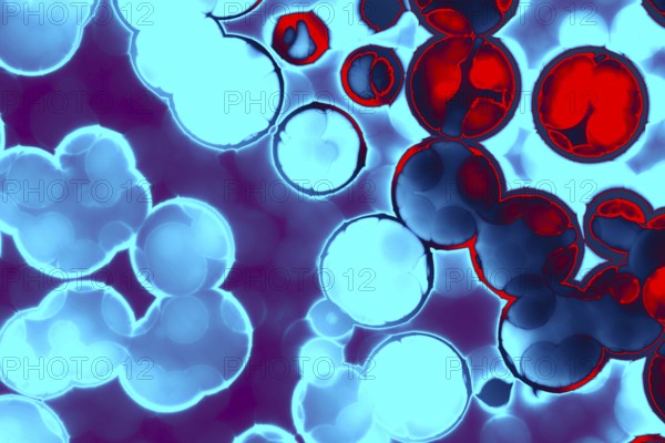 Shape of bacterial cell: cocci, bacilli, spirilla bacteria background