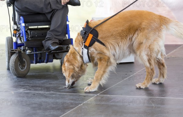 An assistance dog is trained to aid or assist an individual with a disability. Many are trained by an assistance dog organization, or by their handler, often with the help of a professional trainer