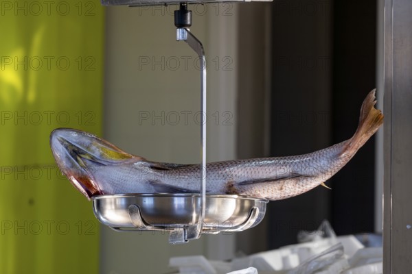 Pescado en la lonja del puerto de Andratx, Majorca, Balearic Islands, Spain, Europe