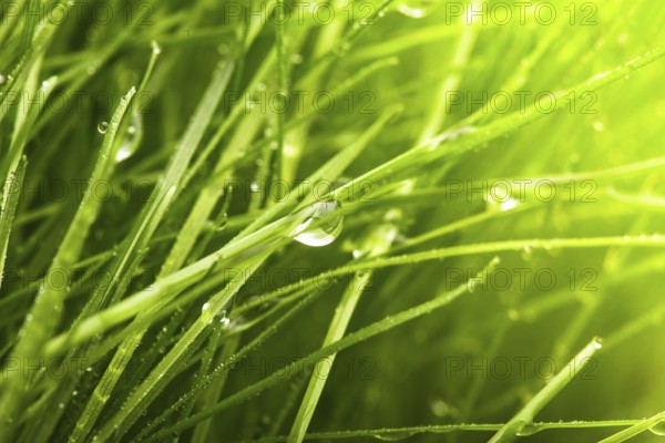 Green grass with water drops closeup backgorund