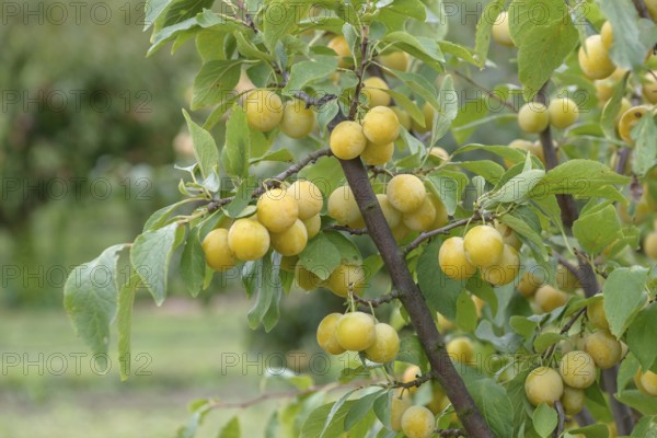 Oat plum (Prunus domestica 'Haferpflaume'), Bundessortenamt, Marquardt testing centre, Marquardt, Brandenburg, Germany, Europe