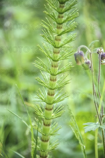 Horsetail (Equisetum giganteum), Eberswalde Forest Botanical Garden, Eberswalde, Brandenburg, Germany, Europe