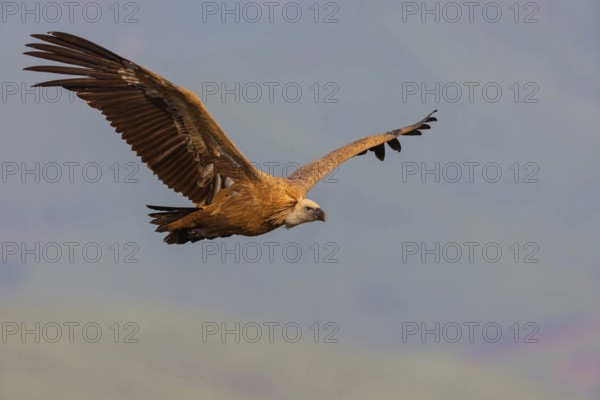 Griffon Vulture, Eurasian Griffon Vulture, Griffon Vulture, Eurasian Griffon, (Gyps fulvu), Vautour fauve, Buitre Leonado, aerial view, Hides De Calera / Valley Hide, Calera Y Chozas, Castilla La Mancha / Toledo, Spain, Europe