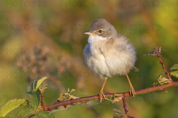 Whitethroat, common whitethroat (Sylvia communis), Fauvette grisette, Curruca Zarcera, songbird, shrub wren, Bad D¸rkheim district, Hockenheim, Baden-Württemberg, Germany, Europe