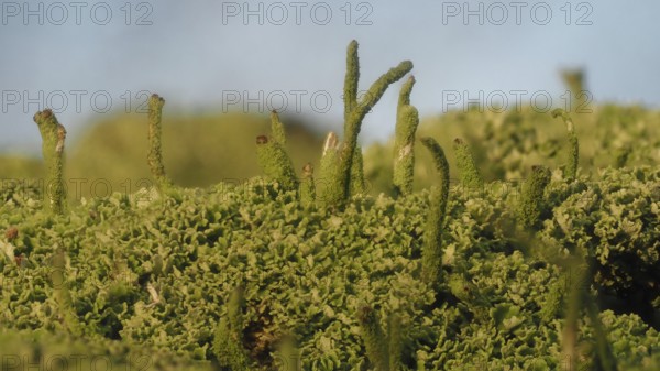 Common columnar lichen (Cladonia coniocraea)