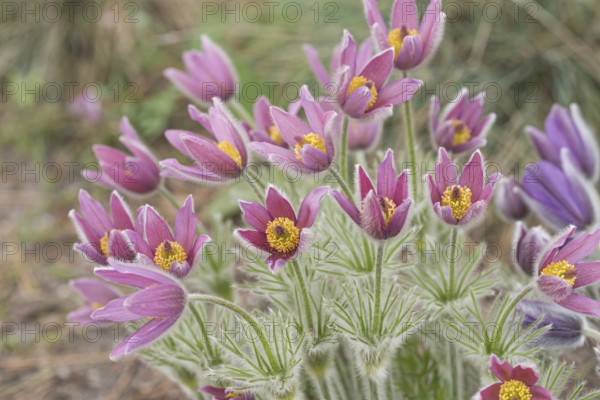 Cowslip (Pulsatilla vulgaris 'Rubra'), Späth Arboretum, Germany, Europe
