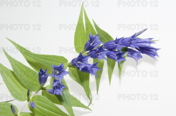 Close-up of a swallow-wort gentian against a white background