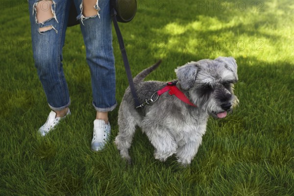 The owner of the dog walks his beautiful dog Schnauzer in the park. close view