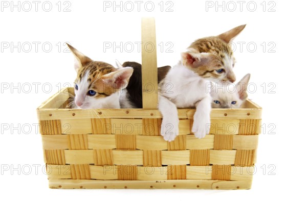Little kitten cats in basket on white background