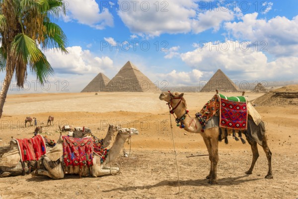 Camels resting under palm tree in desert of Giza near pyramids, Egypt, Africa