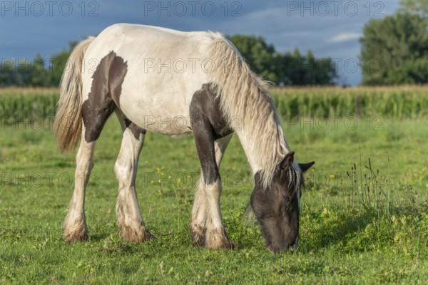 Irish cob horses in a pasture in spring. In the French countryside, horses go out into the meadows to graze on the fresh grass