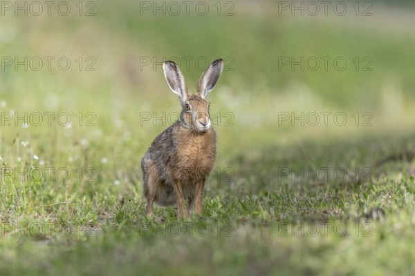 European hare (Lepus europaeus) Brown hare sitting on the ground observing the surroundings in a meadow. Kaiserstuhl, Fribourg-en-Brisgau, Bade-Wurtemberg, Germany, Europe