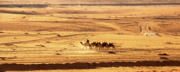 Jordan, Wadi Rum, November 2, 2022: Caravan of camels with drovers in the desert, rock mountains at sunset, Asia