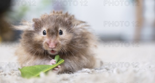 Funny fluffy Syrian hamster eats and surprised, stuffs his cheeks. Food for a pet rodent, vitamins. Close-up, copy space