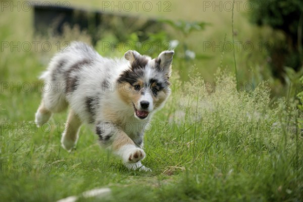 Australian Shepherd puppy