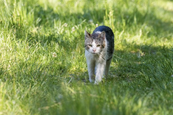 Domestic Cat Playing in Grass