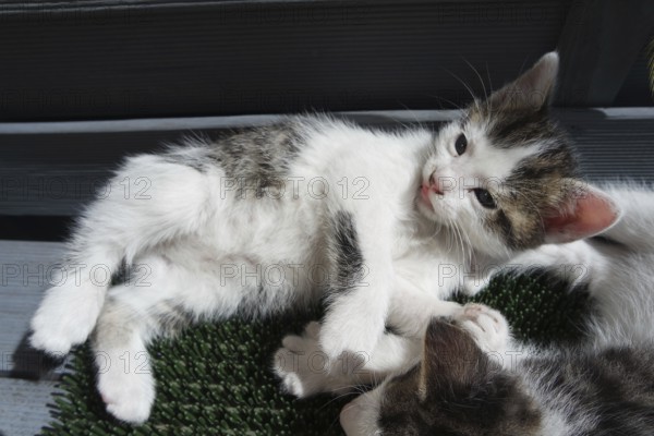 Kittens