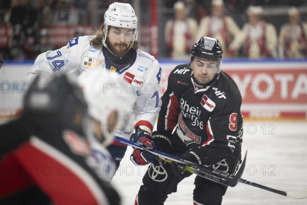 LanxessArena, Cologne, North Rhine-Westphalia, Maximilian Kammerer (Cologne Sharks, #9), Ryan Macinnis (Adler Mannheim, #74), PENNY DEL, Cologne Sharks-Adler Mannheim on 02/02/2025 at the LanxessArena in Cologne Germany