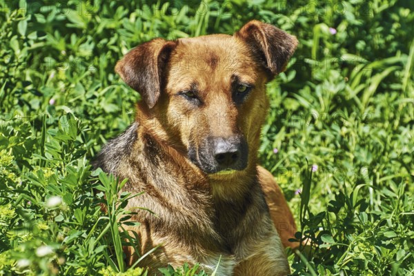 Portrait of Street Dog among the Graß Varna, Bulgaria, Europe