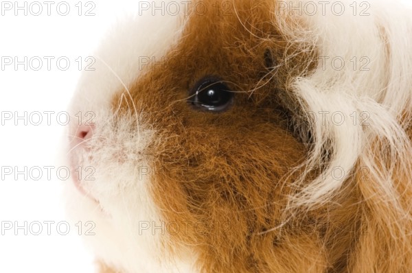 Guinea pig isolated on the white background