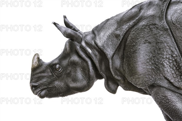 Close-up Portrait of Black Rhinoceros (Diceros Bicornis) Nyiregyhaza, Hungary, Europe