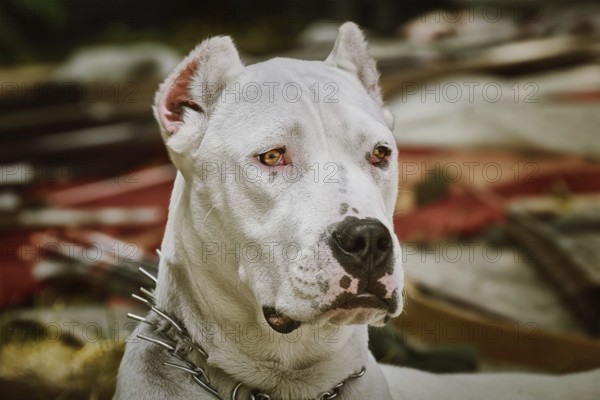 Portrait of American Staffordshire Terrier with cropped ears Pliska, Bulgaria, Europe