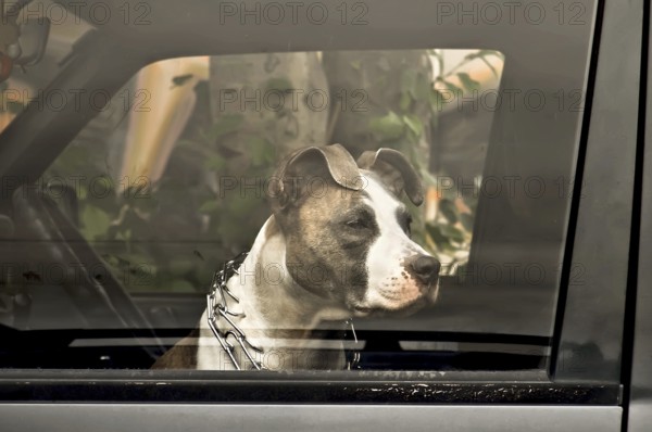 Sad dog owner waiting in the car