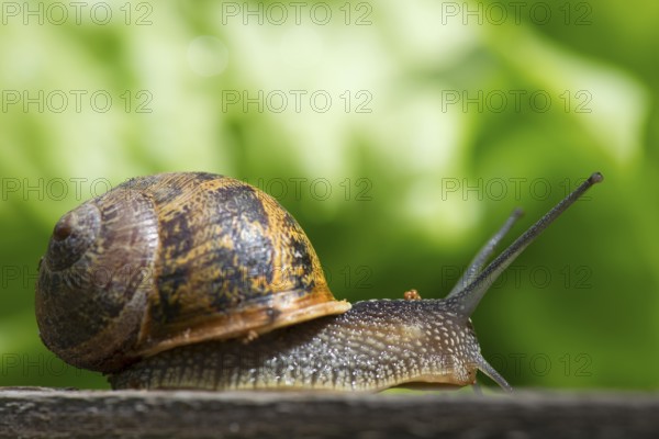 Single snail in the vegetable garden