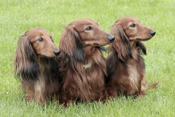 Typical Dachshund Long-haired Standard Red in the summer garden