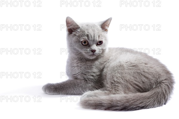 British kitten isolated on the white