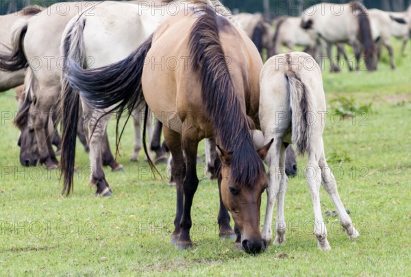 The Dülmen horses live wild near Dülmen, in the Merfelder Bruch nature reserve in North Rhine-Westphalia. The eel line on their backs is a typical feature of these wild horses. Wild live the Dülmen horses near Dülmen, in the nature reserve Merfelder Bruch, North Rhine-Westphalia. A characteristic feature of the wilds is the eel on the back
