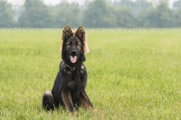 Young Old German shepherd dog sitting in the grass
