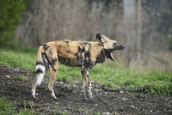 The African hunting dog (Lycaon pictus), photographed in Christchurch, New Zealand, Oceania