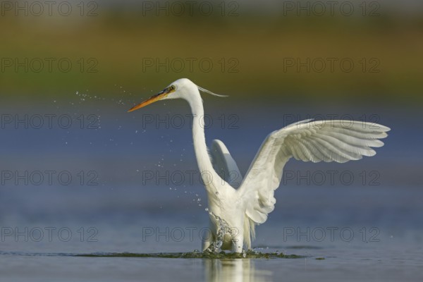 Western Reef Heron, Western Reef-Heron, Western Reef-Egret, (Egretta gularis), Garceta Dimorfa, Raysut, Salalah, Dhofar, Oman, Asia