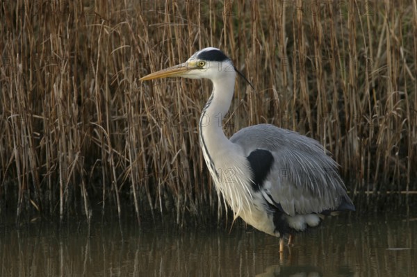 Grey grey heron (Ardea cinerea), Foraging, Boat Trip, Tiszaalpár, Kiskunsági National Park, Bács-Kiskun, Hungary, Europe