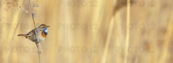 White-throated bluethroat (Luscinia svecica), Luscinia svecicus, Hockenheim, Baden-Württemberg, Germany, Europe
