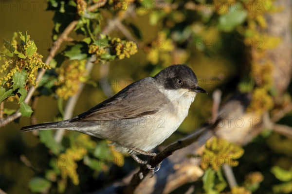 Nightingale Warbler, eastern orphean warbler (Sylvia crassirostris), Orphean Warbler, Eastern Orphean warbler, Lesvos, Greece, Europe