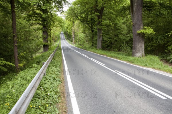 Road through the Primeval forest Urwald Sababurg, Hofgeismar, Weser Uplands, Weserbergland, Hesse, Germany, Europe