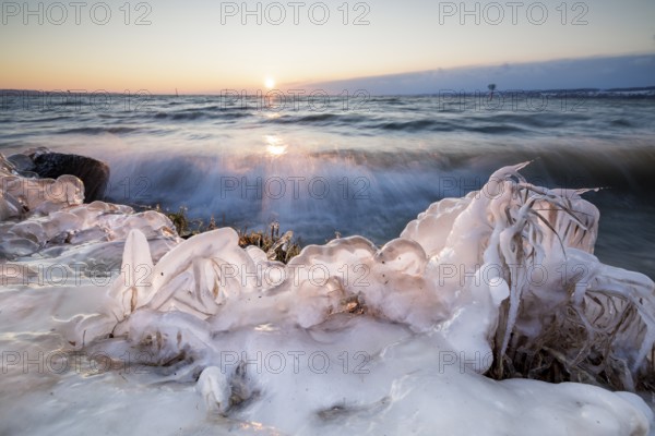 Icy shoreline with ice-covered plants during a lively swell and sunrise, Hörnle, Constance, Lake Constance, Baden-Württemberg, Germany, Europe