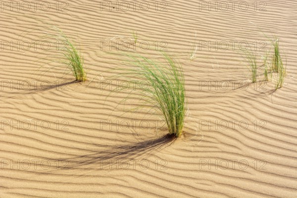 Drinn grass (Stipagrostis pungens) in the sand dunes of the Erg Chebbi desert in southern Morocco. Merzouga, Draa-Tafilalet, Errachidia